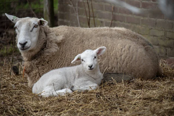 春の子羊 新生子羊のいる畑の羊 — ストック写真