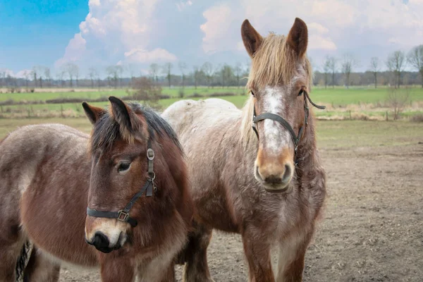 Retrato Cavalos Ardennes Animais Close — Fotografia de Stock