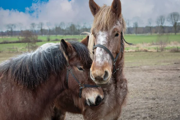 Retrato Cavalos Ardennes Animais Close — Fotografia de Stock