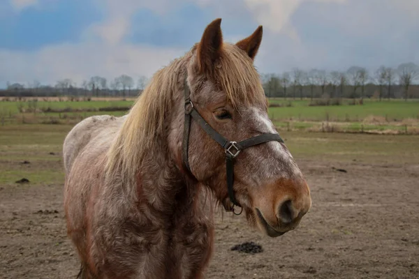 Porträtt Ardennerna Häst Närbild Djur — Stockfoto