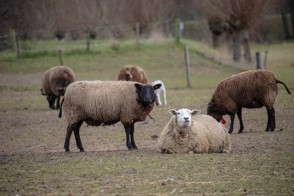 Herde Weißer Und Brauner Schafe Rinder Auf Der Weide Den — Stockfoto