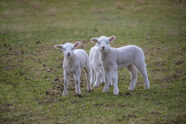 春の子羊 農場で生まれたばかりの子羊 — ストック写真