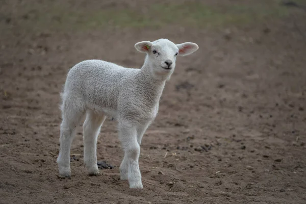 春の子羊 農場で生まれたばかりの子羊 — ストック写真