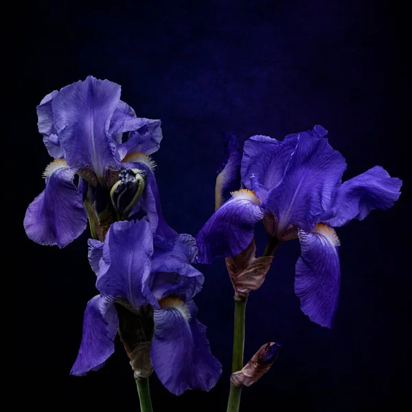 Blue purple Iris flowers isolated on dark blue background. Beautiful spring flowers.