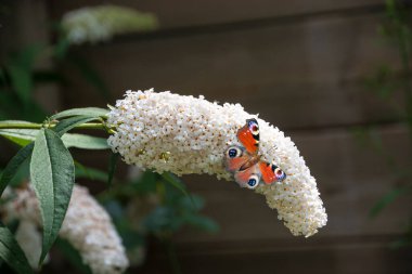 Bahçesinde tavus kuşu kelebeği olan Buddleja. Yaz çiçeği.