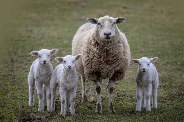 Cordeiros Primavera Ovelhas Campo Com Seus Cordeiros Recém Nascidos — Fotografia de Stock