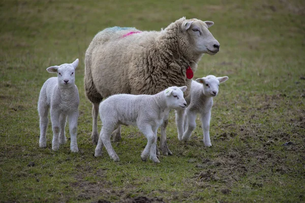 春の子羊 生まれたばかりの子羊のいる畑の羊 — ストック写真