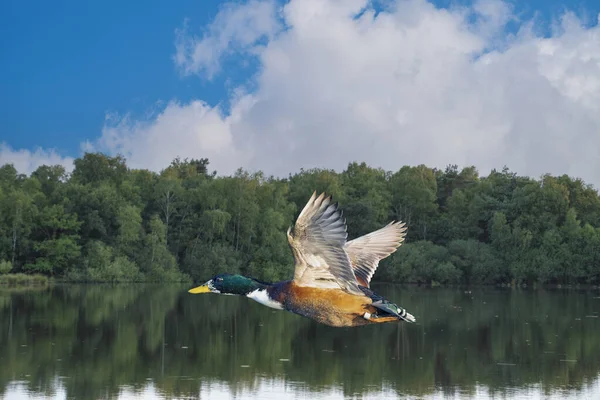 Mallard Duck Flying Low Summer Wetlands — Stock Photo, Image