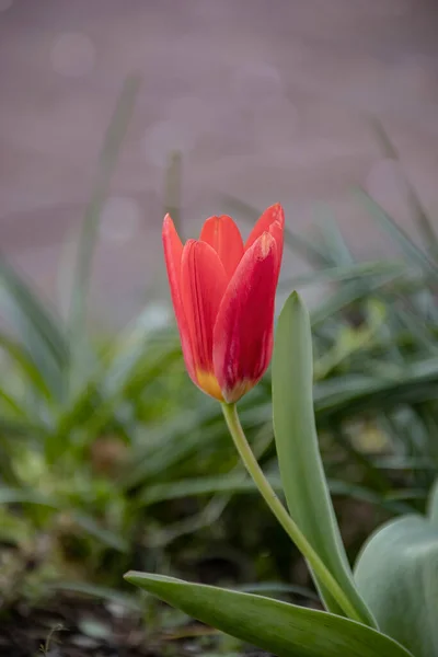 Nahaufnahme Der Blühenden Roten Tulpe Tulpenblüten Mit Tiefroten Blütenblättern — Stockfoto