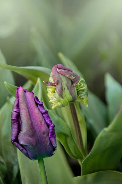 Purple Big Dutch Parrot Tulip Flowers Close Garden — Stock Photo, Image