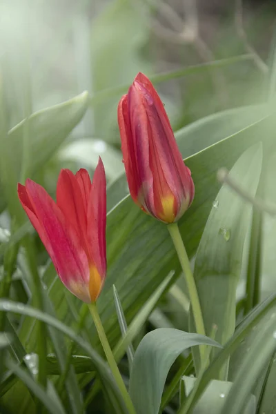 Nahaufnahme Blühender Roter Tulpen Tulpenblüten Mit Tiefroten Blütenblättern — Stockfoto