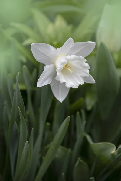 Flor Del Narciso Cultivado Con Pétalos Blancos Corona Blanca Forma —  Fotos de Stock