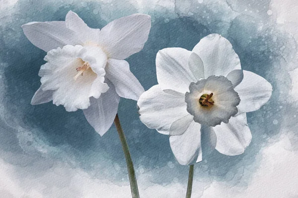 Pintura Acuarela Una Flor Narcisa Con Pétalos Blancos Corona Blanca — Foto de Stock