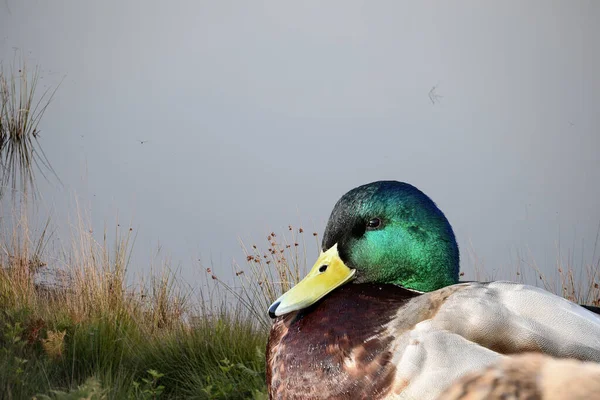 Close Male Mallard Duck Lake — Stock Photo, Image