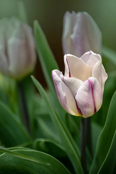 Weiße Tulpen Auf Einer Grünen Frühlingswiese Sonnenschein Hochwertiges Foto — Stockfoto