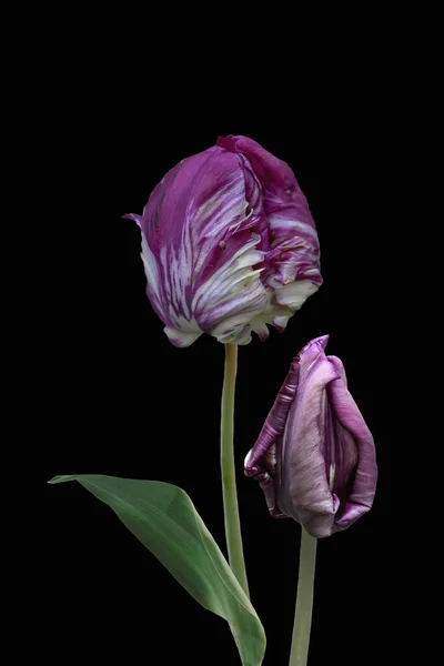 Purple big dutch parrot tulip flowers close up. Isolated on black background