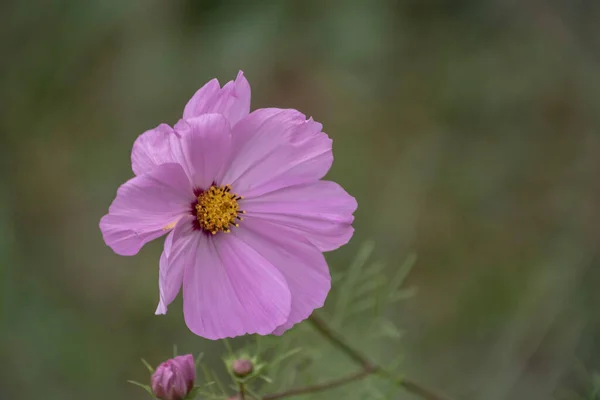 Růžový Kosmokvětý Květ Pozadí Zeleně Zahradě — Stock fotografie