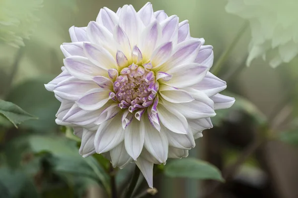 Close Flor Branca Pura Dahlia — Fotografia de Stock