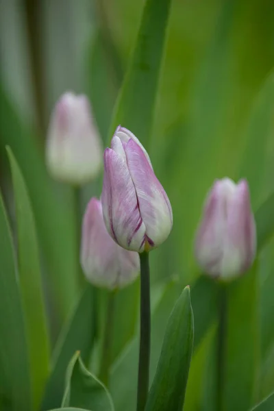 Weiße Rosa Tulpen Auf Einer Grünen Frühlingswiese Sonnenschein Hochwertiges Foto — Stockfoto