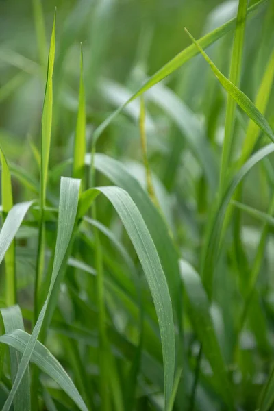 풀들의 텍스처 밭에서 녹색풀을 클로즈업 — 스톡 사진