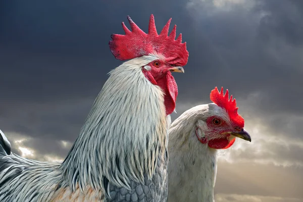 Vit Höna Och Vit Tupp Kyckling Fjäderfä Gårdsdjur Uggla Utomhus — Stockfoto