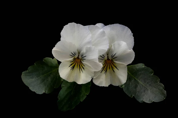 White pansy flowers, vivid spring color isolated on black background. Macro images of flower faces.