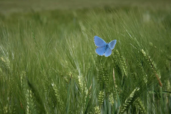 Adonisz Kék Pillangó Udvaron Nyár Mezőn — Stock Fotó