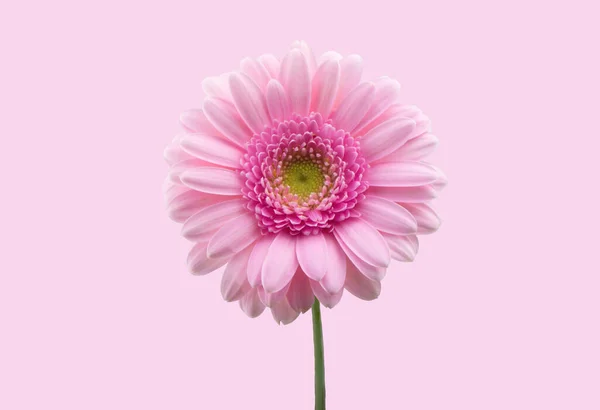 明亮的粉红色菊花 洋甘菊或葛伯拉 在明亮的粉红色或红色的背景上被隔离 菊花把头靠得紧紧的 深度聚焦 — 图库照片