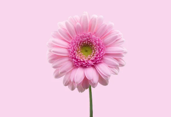 Ljusrosa Tusensköna Kamomill Eller Gerbera Isolerad Ljus Rosa Eller Rouge — Stockfoto