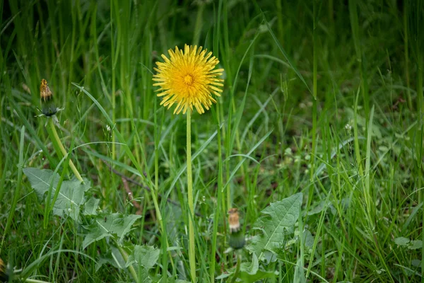 Dandelion Grass Yellow Dandelion Flower Spring Flower — Stock Photo, Image