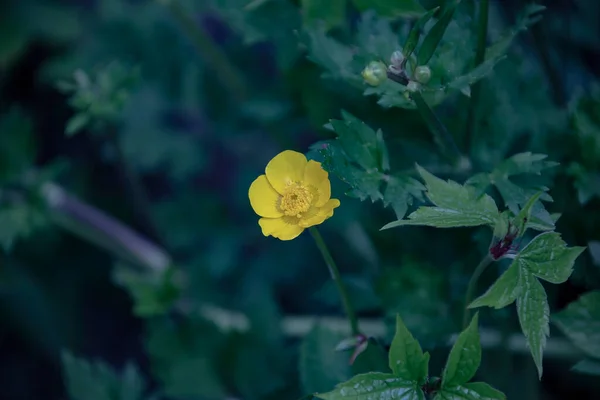 Natürliche Nahaufnahme Auf Einer Gelben Ranunculus Acris Blume Auf Einer — Stockfoto