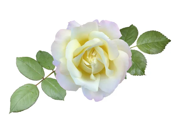 White Rose Flower Closeup Summer Flower Isolated White Background — Stock Photo, Image