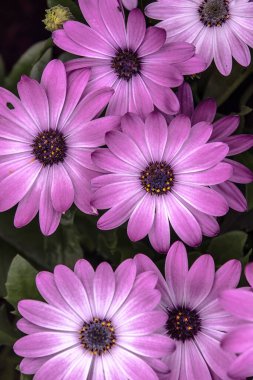 Delicate beautiful fresh bright purple flowers of cosmea clipart