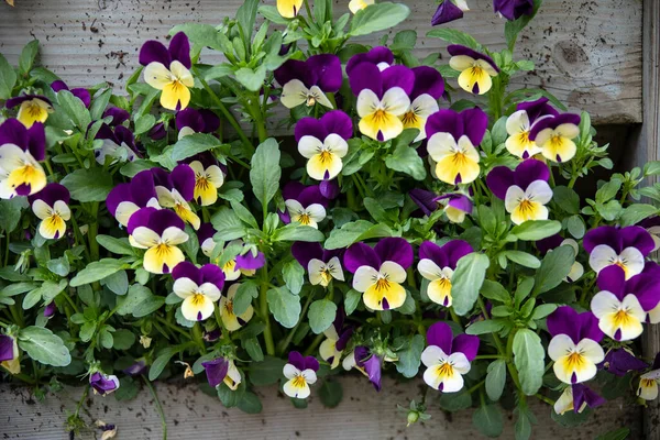 Purple, yellow and white pansy flowers in a hanging basket on a sunny day. Robust and blooming. Garden pansy with white and purple petals. Hybrid pansy.