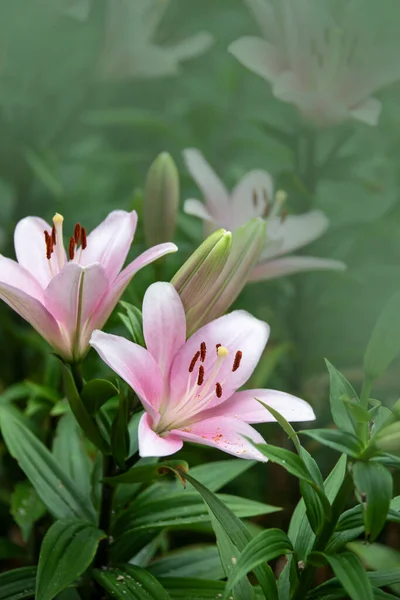 Schöne Rosa Lilienblüte Sommergarten Lilium Hybriden Blühen — Stockfoto