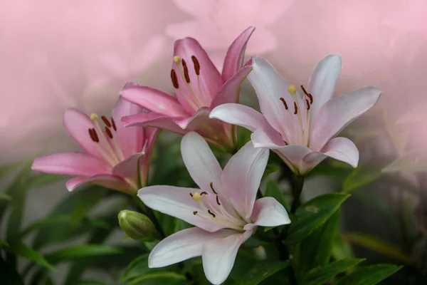 Розовый Лиловый Цветок Летнем Саду Цветок Гибрид Лилии — стоковое фото