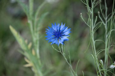 Cornflower, Centaurea siyanus, Asteraceae. Çiçek bitkisi ya da bahçede bekarlığa veda çiçeği