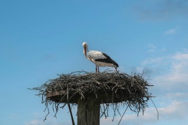 İlkbaharda yuvasında tek leylek (ciconia ciconia).