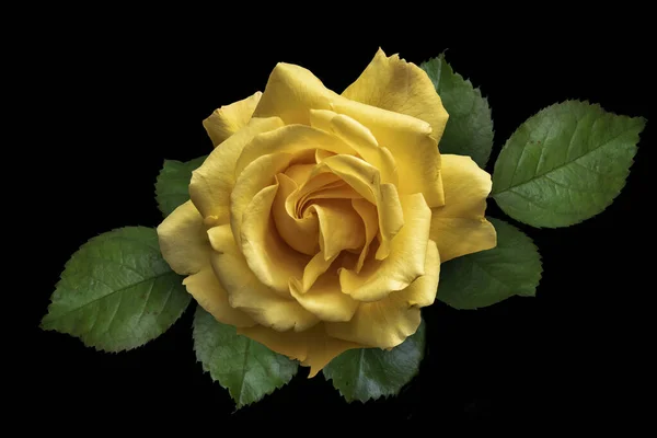 Rosa Amarilla Flor Delicados Pétalos Aislado Sobre Fondo Negro — Foto de Stock