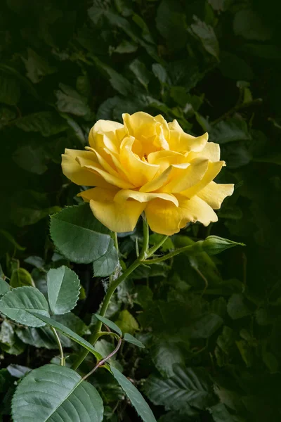 Die Gelbe Rose Blühte Auf Rosen Garten Zarte Blütenblätter — Stockfoto