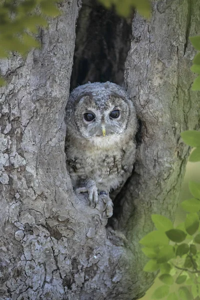 Tawny Owl Strix Aluco Молодая Особь Покинувшая Гнездо — стоковое фото