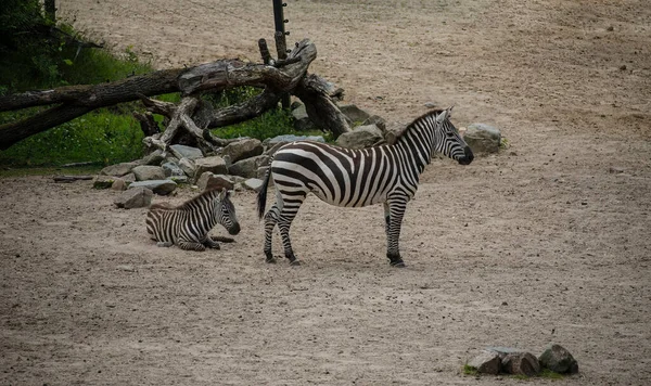 Retrato Uma Zebra Hippotigris Fundo Brilhante — Fotografia de Stock