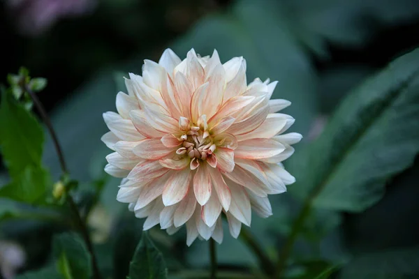 Close Pure White Pale Orange Dahlia Flower — Stock Photo, Image