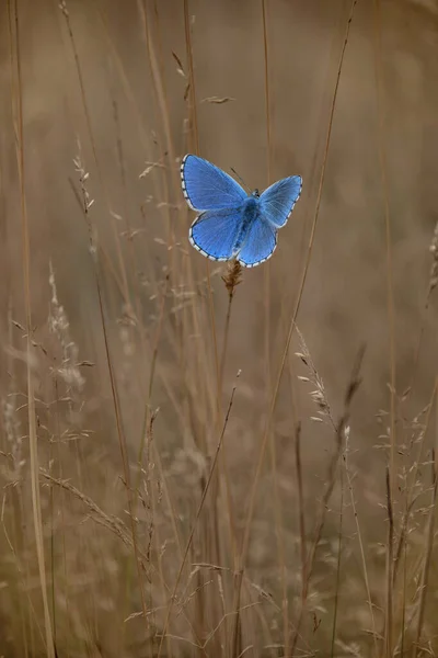 Голубая Бабочка Lycaenidae Траве Осенью — стоковое фото