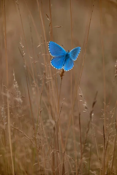 Blauwe Vlinder Lycaenidae Het Gras Herfst Stockafbeelding