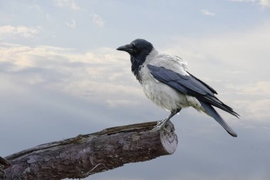 Kukuletalı karga (Corvus cornix) uzun bir ağaç dalında oturur.