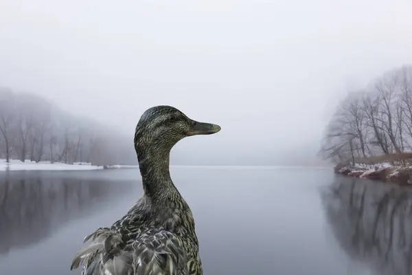 Kobieta Kaczka Mglistym Jeziorze Zimowym — Zdjęcie stockowe