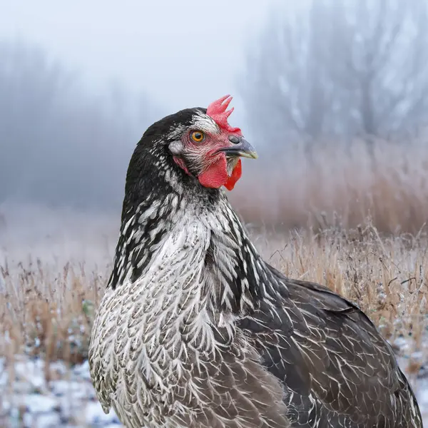Plymouth Rock chicken on the farm in the winter