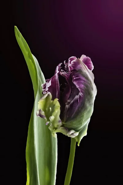 Dutch Parrot tulips, isolated on dark background