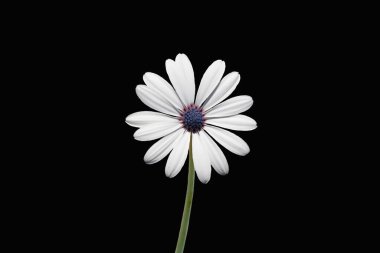 Shrubby Daisybush 'un Çiçeği (Osteospermum fruticosum), siyah arka planda izole edilmiş